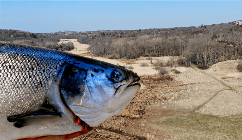 Quality Salmon, Kungshamn