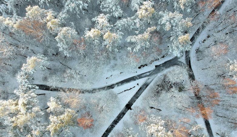 Så kan skogsägare runda Jordförvärvslagen och höja värdet på skogen med minst 30 procent. Foto: Anders Frick