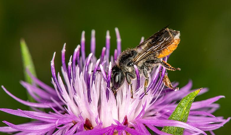 Den biologiska mångfalden spelar en viktig roll för nödvändiga funktioner i naturen, som pollinering. Här arbetar ett ängstapetserarbi. Foto: Ola Jennersten