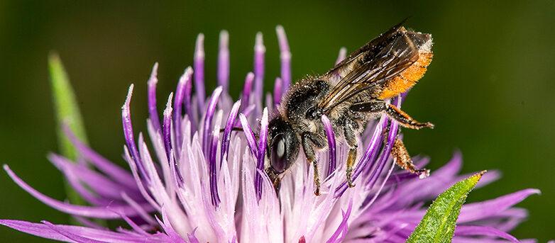 Forskare ska hjälpa näringslivet förstå biologisk mångfald