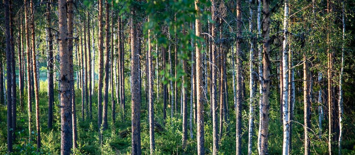 Skogsmark: “Multivitamininjektioner” ger hopp om vändning