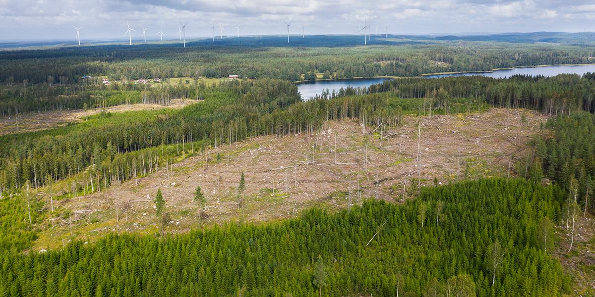 En flygbild över ett skogsområde där delar av marken har avverkats. Vid horisonten syns flera vindkraftverk. Skogsägare