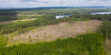 En flygbild över ett skogsområde där delar av marken har avverkats. Vid horisonten syns flera vindkraftverk. Skogsägare