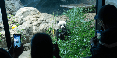 Pandadiplomatin visar ny ton från Kina