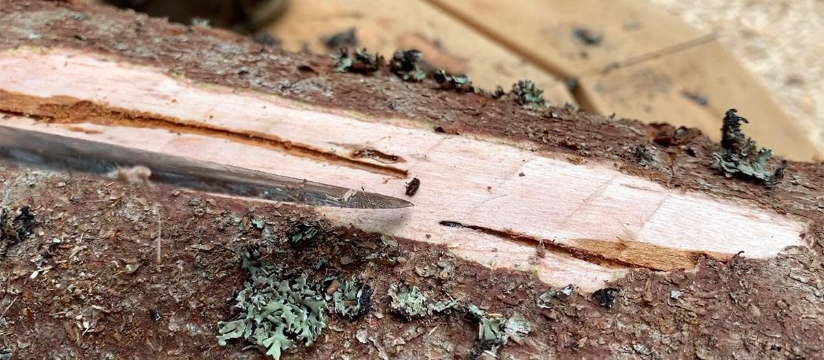 Galna priser på energived – trots kraftigt prisfall på skogsmark i Sydsverige