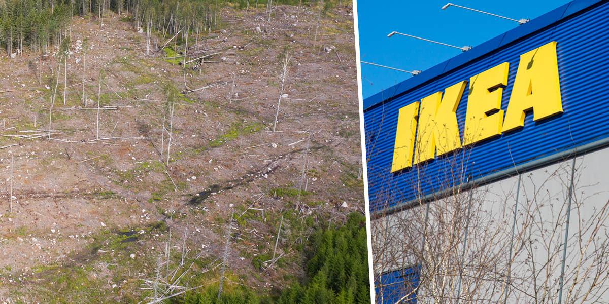 En bild på ett kalhygge och en bild på en Ikeabutik med företagets välkända logga på fasaden.